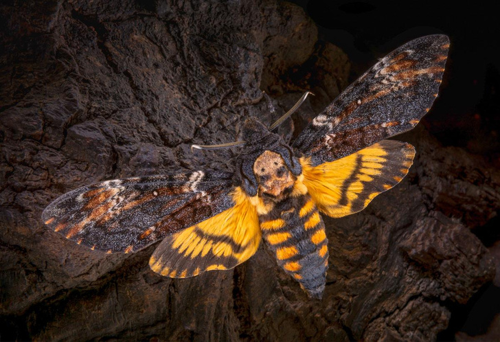 Ужас и красота: какую роль играли бабочки в культуре разных народов