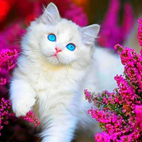 Аватарка ХПС