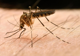 Зачем комары пьют кровь?