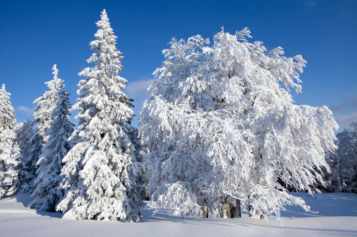 Почему жидкость в деревьях не замерзает зимой?
