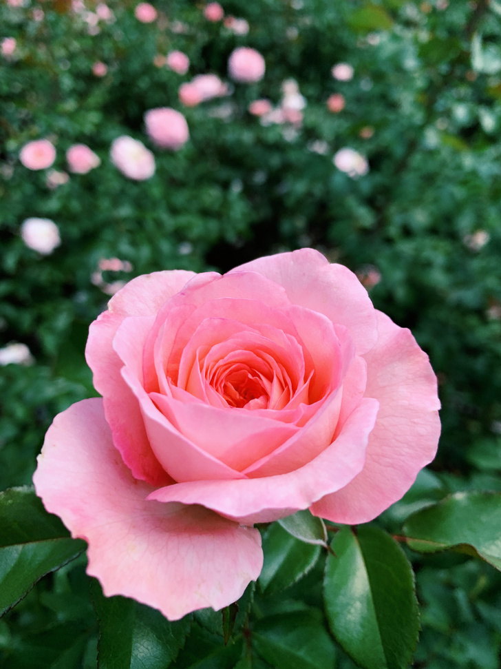 Почему не цветут розы: Возможные причины