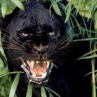 Аватарка Tata