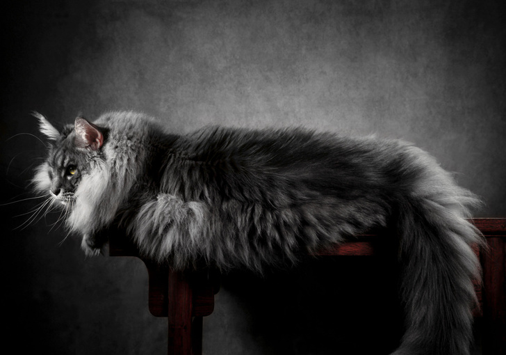 Не просто усы, лапы и хвост: 6 самых-самых пород кошек