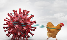 Птичий грипп: чем опасен и как не заразиться