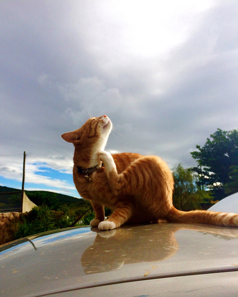 чешется кошка