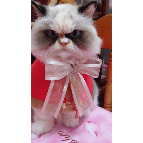 Знакомься: новый Grumpy Cat, кошка по кличке Мяу-Мяу (фото)