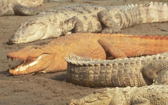 Последний писк моды: почему в Непале некоторые крокодилы стали оранжевыми?