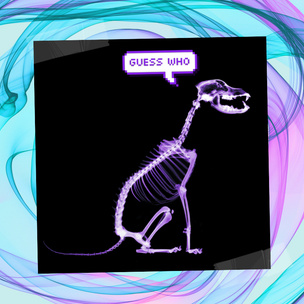 Quiz: Сможешь угадать животное по рентгену?