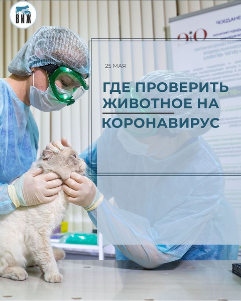 В России выявлен первый случай заражения коронавирусом у кошки