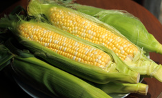 Чем отличается кормовая кукуруза от обычной