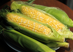 Как отличить кормовую кукурузу от пищевой