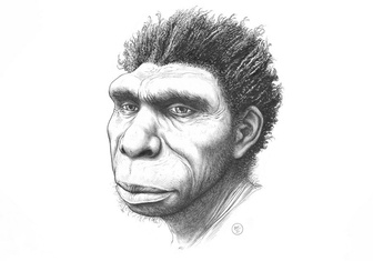 Новый вид предка человека получил официальное название
