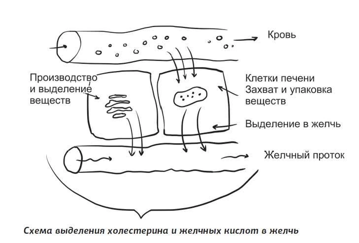 Что такое желчь и как она отмывает посуду и желудок от жира