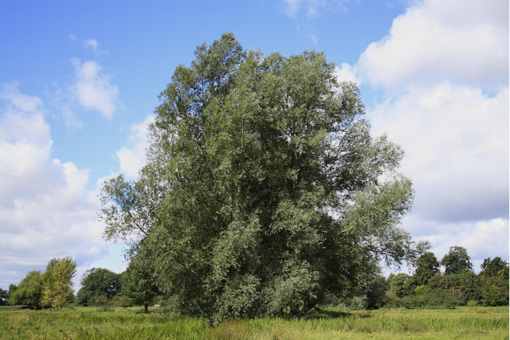 Ветер в ивах: 4 занимательных факта о плакучих деревьях