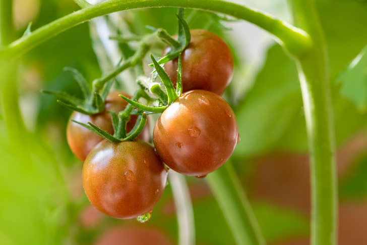 Когда сажать помидоры в открытый грунт в 2023 году