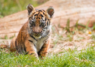В Лондонском зоопарке дали имена детенышам суматранского тигра
