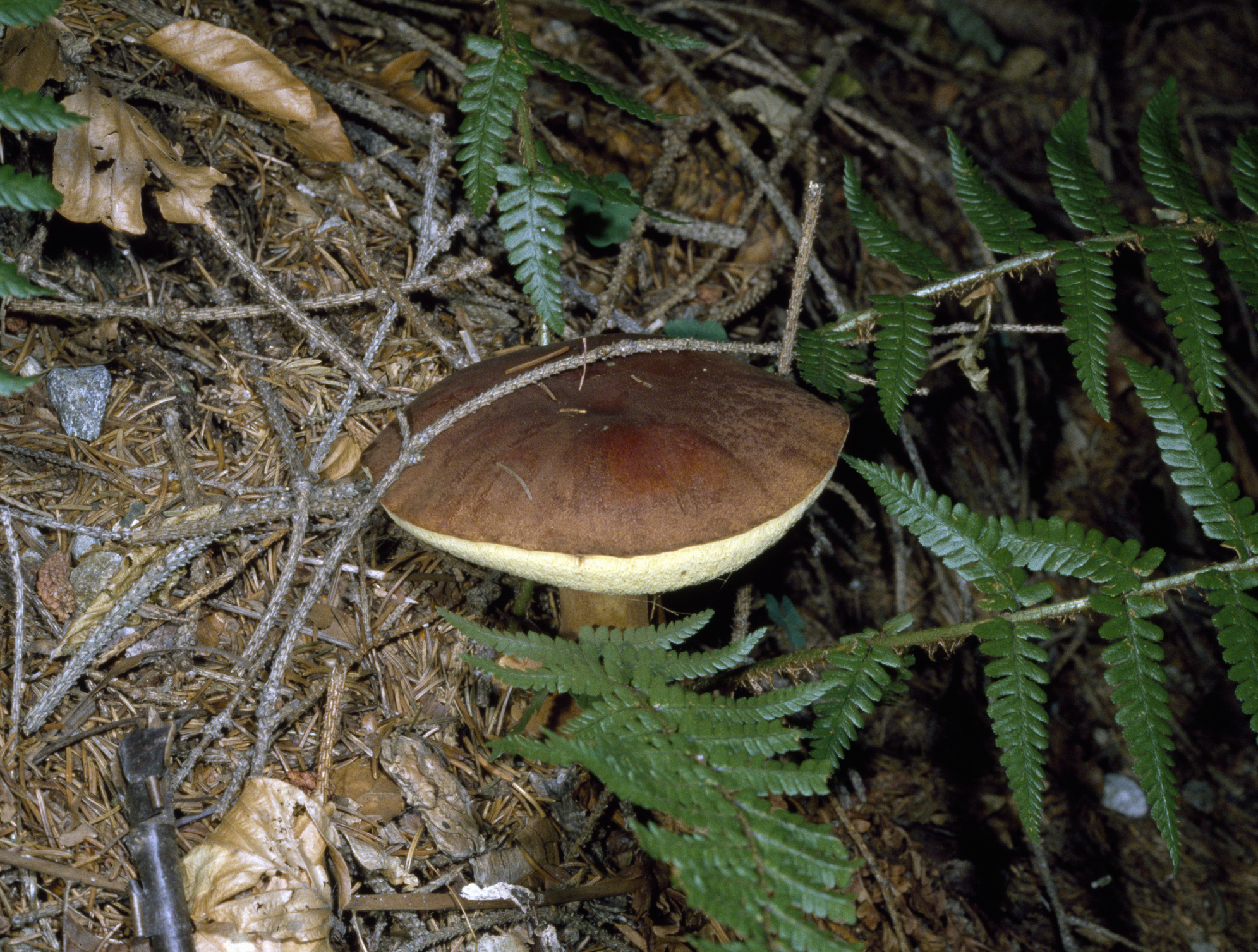 Белопольский гриб