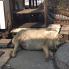 userpic__LameCrime