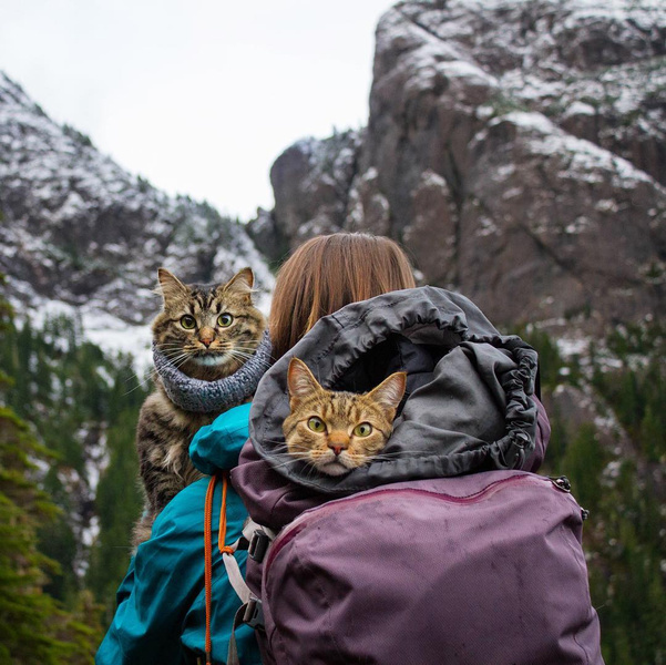 Замурчательные компаньоны: коты-путешественники