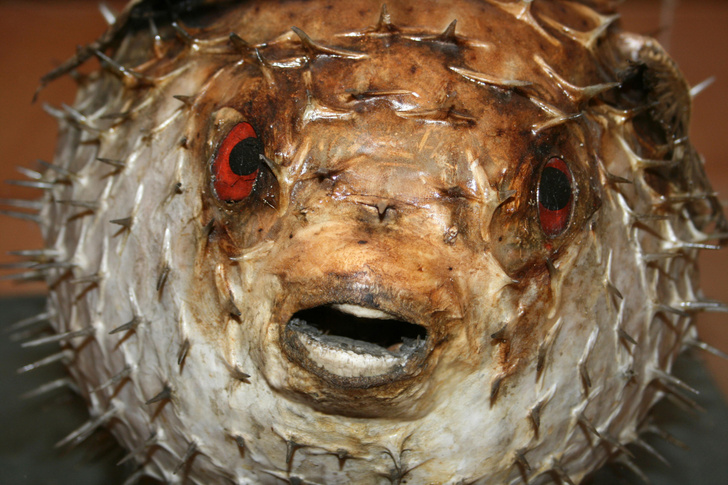 Ученые синтезировали яд рыбы фугу в 22 этапа. Зачем это нужно?