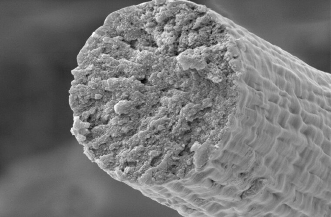 Фото №1 - Ученые создали синтетические мышечные волокна