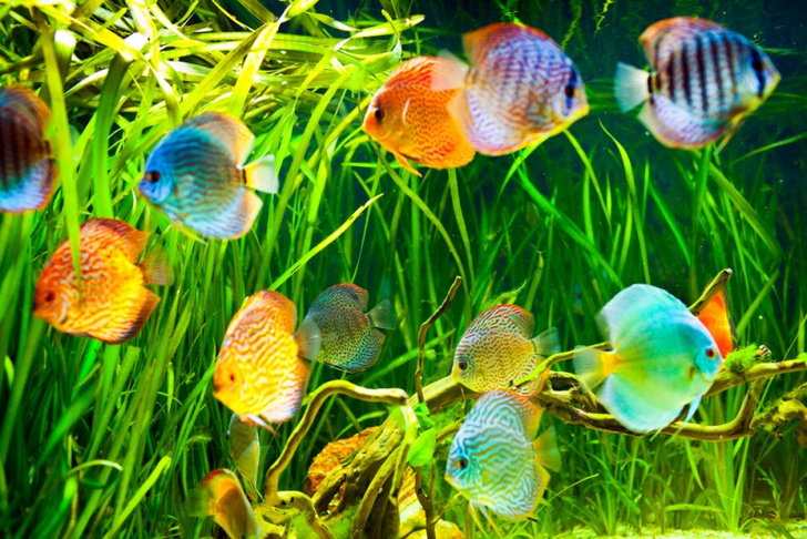 Рыбки аквариумные: как ухаживать?