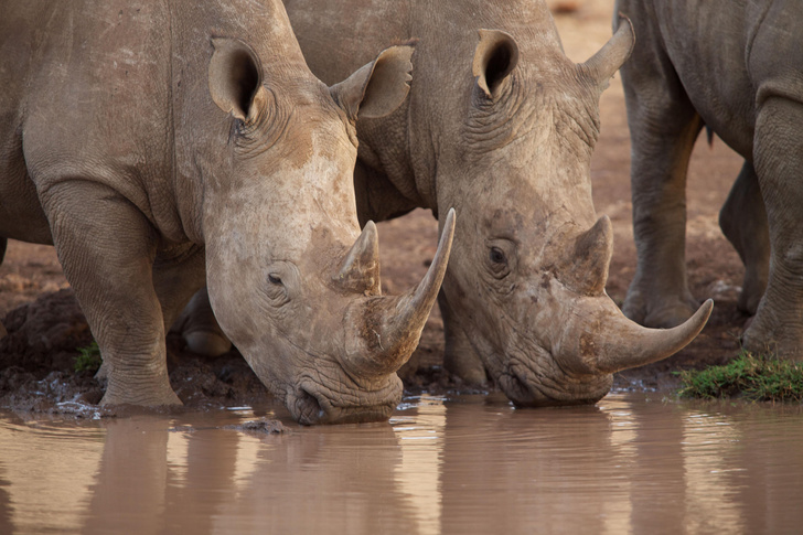 Почему рога носорогов в XXI веке стали короче? Объясняют зоологи