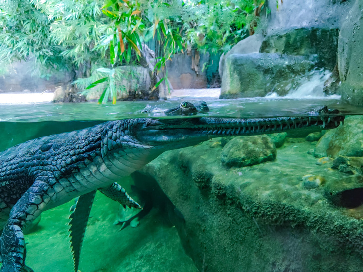 Как крокодил задерживает дыхание под водой, когда часами сидит в засаде? Отвечают зоологи
