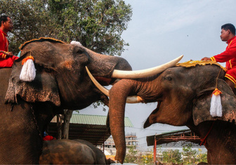 В Таиланде отметили Национальный день слона