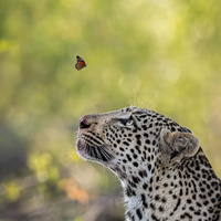 Аватарка Незабудка