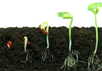 Как прорастающие семена растений узнают, где верх, а где низ?