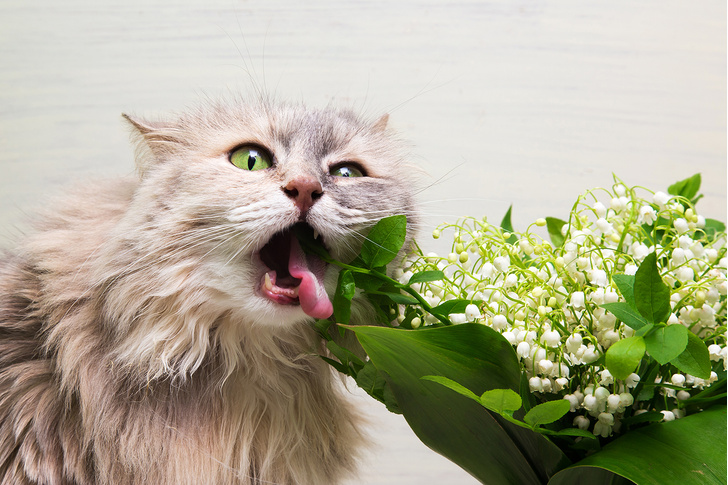 9 популярных цветов, которые смертельно опасны для котов