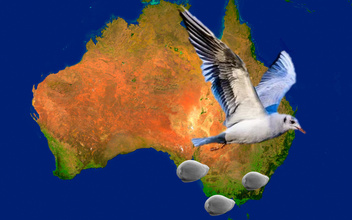 Крошечные рачки пролетели полмира и обосновались в Австралии