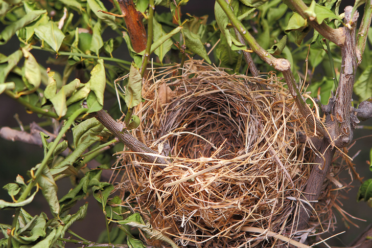 Почему птичьи гнезда такие прочные?