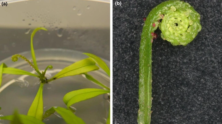 Источник: New Phytologist