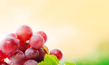 Виноград Лидия - ароматный дар осени