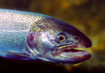 «Кто-то слишком много ест»: ученые предложили отдать людям корм атлантического лосося