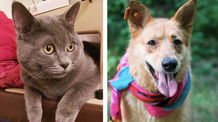 Котопёс недели: собака Перси и кот Марсик
