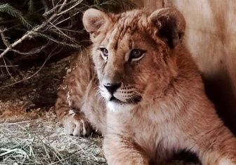 Добрыня или Симба? В Челябинском зоопарке выбирают имя львенку