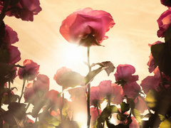 Почувствуй роскошь розы: Lancôme представляет обновленную коллекцию Absolue