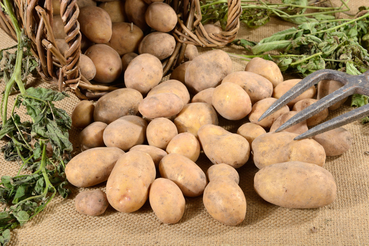 Новый сорт картофеля назвали в честь сибирского чудища