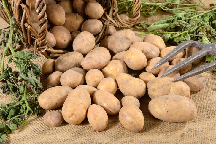 Сорта картофеля для Иркутской области названия, фото, описание