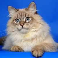 Аватарка Кошка Дашка