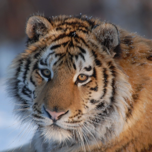 Замуррчательный февраль: месяц больших кошек на National Geographic Wild