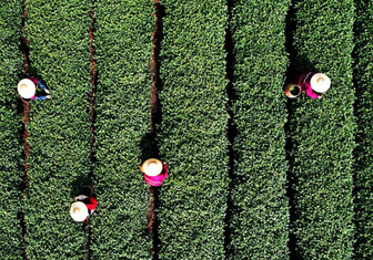 Китайские фермеры собирают чайные листья