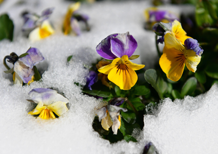 Почему снег проседает вокруг весенних цветов?