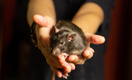 Петербург заполонили крысы: 12 опасных болезней, которыми грызуны могут заразить человека