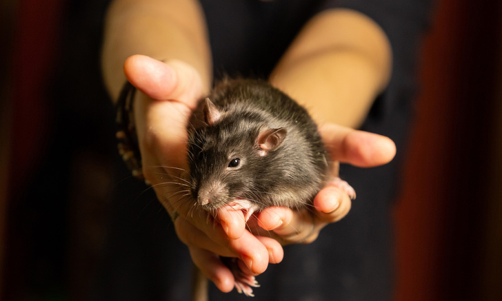 Инфекционист Машкова объяснила, насколько безопасно жить в одном доме с мышами и крысами
