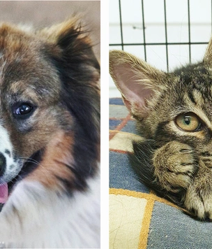 Котопёс недели: кот Шмель и собака Веснушка