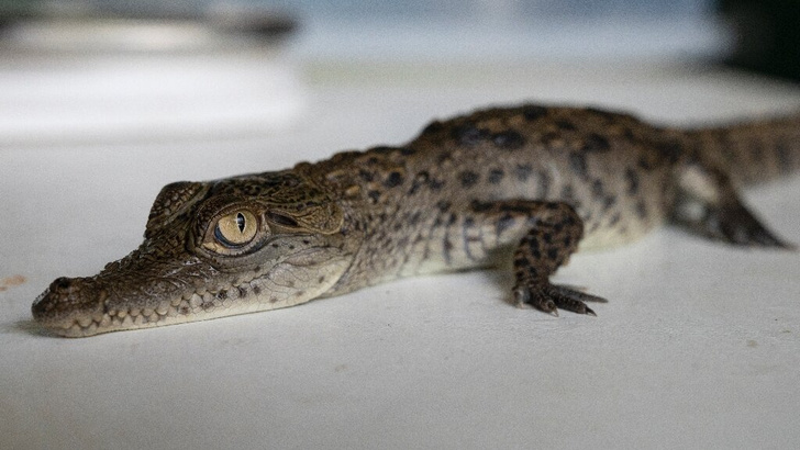 Зоопарк Лимы поделился снимками детенышей редчайшего крокодила